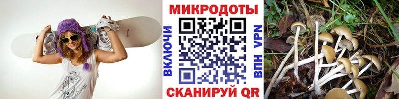 мега как зайти  Озёрск  Псилоцибиновые грибы Cubensis 